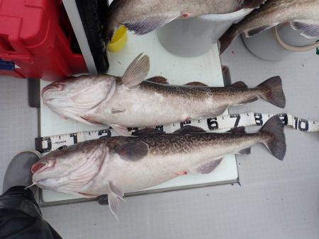 Aquanaut(アクアノート) 釣果