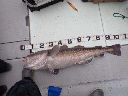 Aquanaut(アクアノート) 釣果