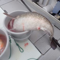 Aquanaut(アクアノート) 釣果