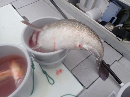 Aquanaut(アクアノート) 釣果