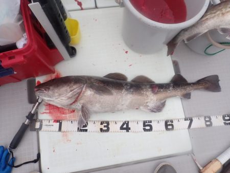 Aquanaut(アクアノート) 釣果