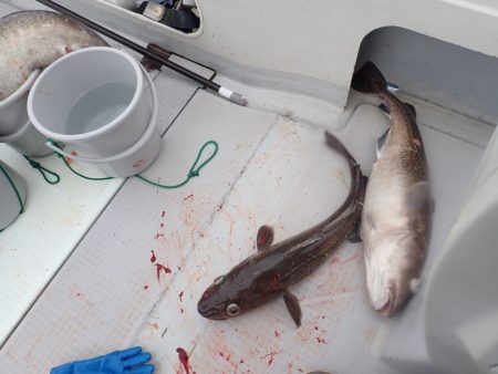 Aquanaut(アクアノート) 釣果