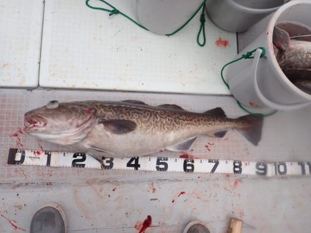 Aquanaut(アクアノート) 釣果