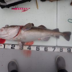 Aquanaut(アクアノート) 釣果