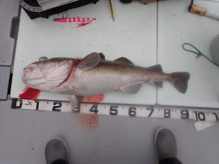 Aquanaut(アクアノート) 釣果