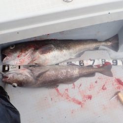 Aquanaut(アクアノート) 釣果