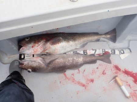 Aquanaut(アクアノート) 釣果