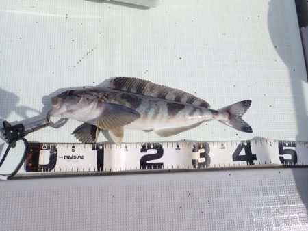 Aquanaut(アクアノート) 釣果