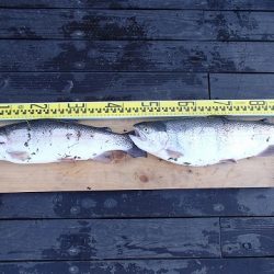 志高湖フィッシング 釣果