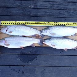 志高湖フィッシング 釣果