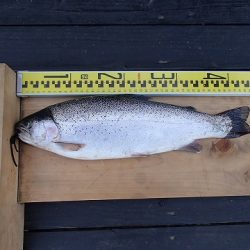 志高湖フィッシング 釣果