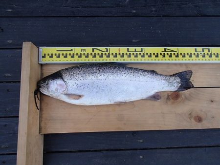 志高湖フィッシング 釣果