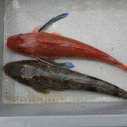 磯部釣船 直栄丸 釣果