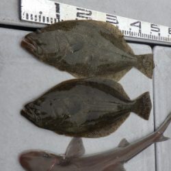 磯部釣船 直栄丸 釣果