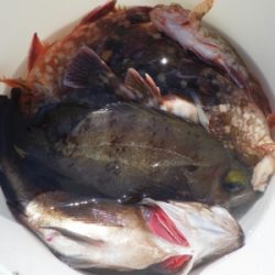 磯部釣船 直栄丸 釣果