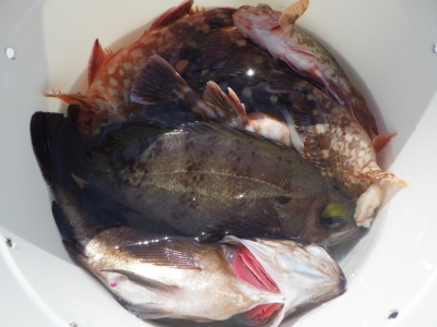 磯部釣船 直栄丸 釣果