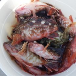 磯部釣船 直栄丸 釣果