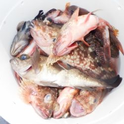 磯部釣船 直栄丸 釣果