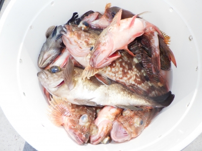 磯部釣船 直栄丸 釣果