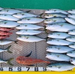 火遠理丸(ほおりまる) 釣果