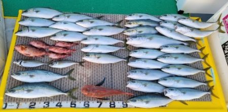 火遠理丸（ほおりまる） 釣果