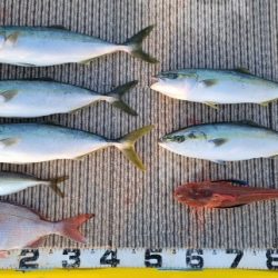 火遠理丸(ほおりまる) 釣果