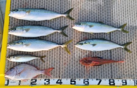 火遠理丸(ほおりまる) 釣果