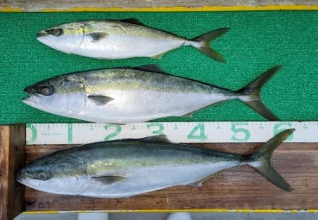 火遠理丸（ほおりまる） 釣果