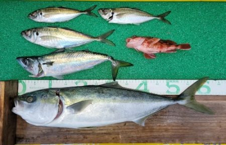 火遠理丸(ほおりまる) 釣果