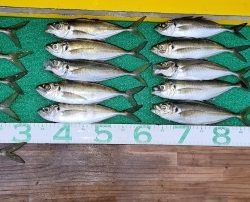 火遠理丸(ほおりまる) 釣果