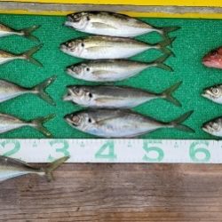 火遠理丸(ほおりまる) 釣果