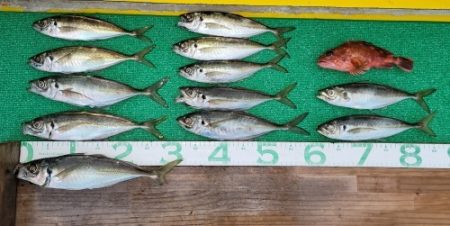 火遠理丸(ほおりまる) 釣果