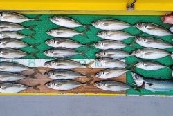 火遠理丸(ほおりまる) 釣果