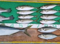 火遠理丸(ほおりまる) 釣果