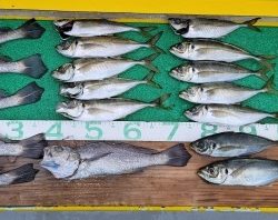 火遠理丸(ほおりまる) 釣果