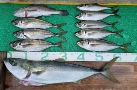 火遠理丸(ほおりまる) 釣果