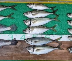 火遠理丸(ほおりまる) 釣果