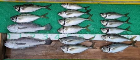 火遠理丸(ほおりまる) 釣果