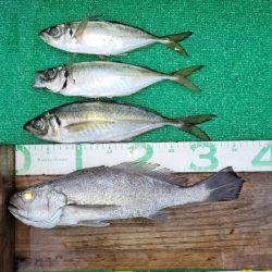 火遠理丸(ほおりまる) 釣果