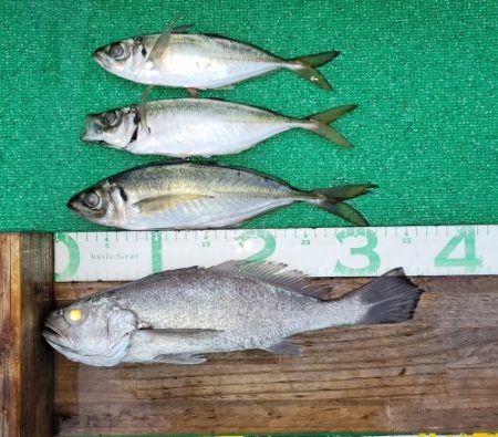 火遠理丸(ほおりまる) 釣果