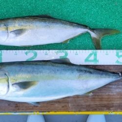 火遠理丸(ほおりまる) 釣果