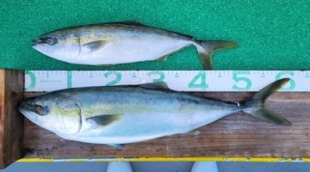 火遠理丸(ほおりまる) 釣果