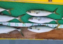 火遠理丸(ほおりまる) 釣果