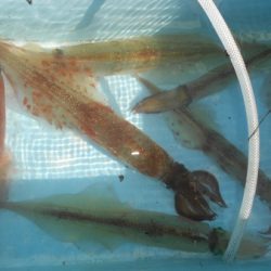 こうゆう丸 釣果