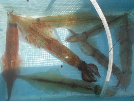 こうゆう丸 釣果