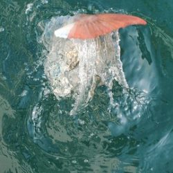 遊漁船 ニライカナイ 釣果