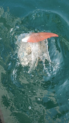 遊漁船 ニライカナイ 釣果