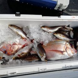 第二大福丸 釣果