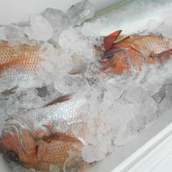 こうゆう丸 釣果