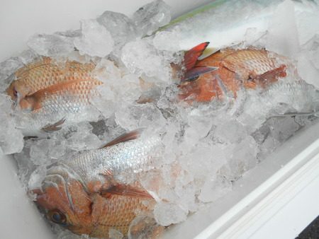 こうゆう丸 釣果